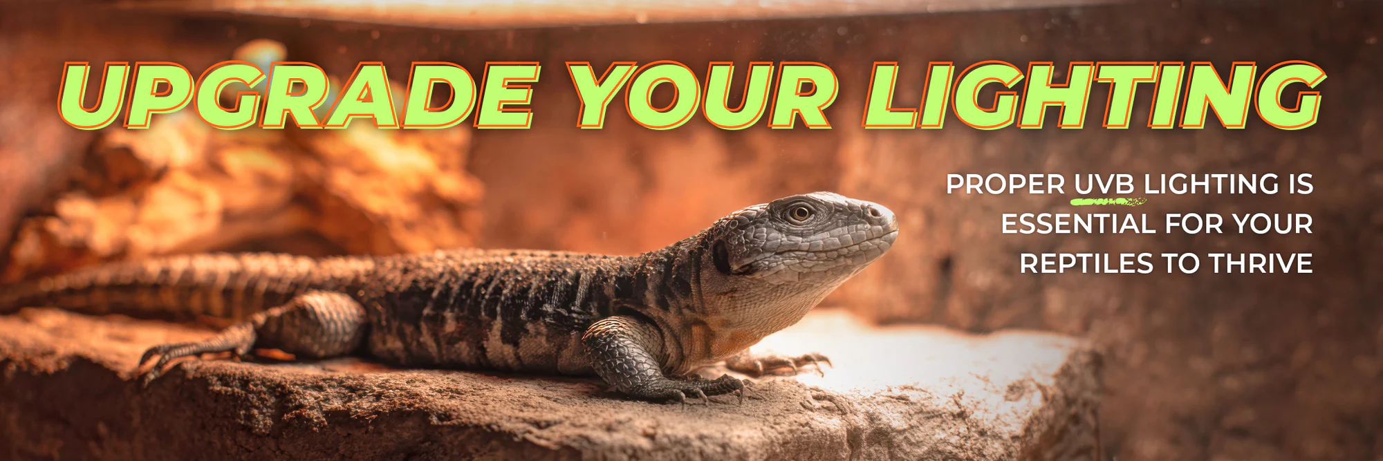 Expert Care for Every Reptile